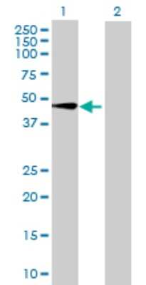 Western Blot: PRELP Antibody [H00005549-B01P]
