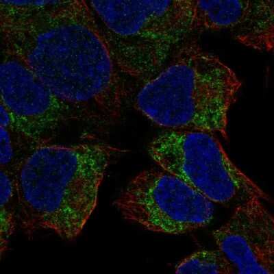 Immunocytochemistry/ Immunofluorescence: PREX2 Antibody [NBP2-56590]