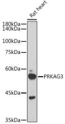 Western Blot: PRKAG3 AntibodyAzide and BSA Free [NBP3-04525]