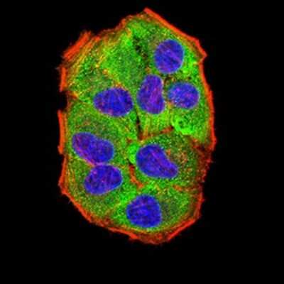 Immunocytochemistry/ Immunofluorescence: PRKAG3 Antibody (2C7A7) - BSA Free [NBP2-61796]