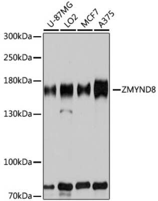 Western Blot: PRKCBP1 AntibodyBSA Free [NBP3-03824]