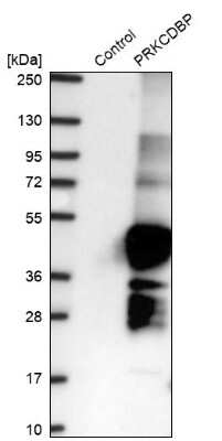 Western Blot: PRKCDBP Antibody [NBP2-47323]