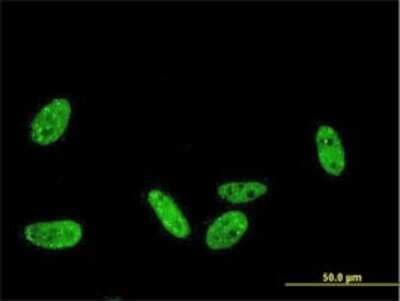 Immunocytochemistry/ Immunofluorescence: PRKRIP1 Antibody (1F6-3C2) [H00079706-M01]