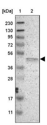 PRKX Antibody NBP1-87267: Novus Biologicals