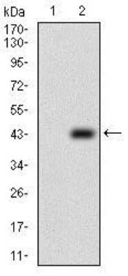 Western Blot: PRL-2/PTP4A2 Antibody (5B6F4)BSA Free [NBP2-37315]