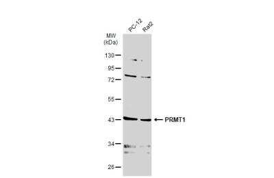 Western Blot: PRMT1 Antibody (779) [NBP2-43744]