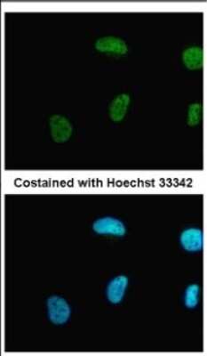 Immunocytochemistry/ Immunofluorescence: PRMT1 Antibody [NBP2-19300]