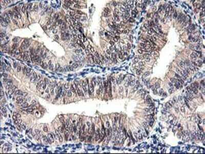 Immunohistochemistry-Paraffin: PRMT2 Antibody (OTI3A3) [NBP2-01291]