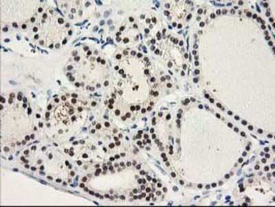 Immunohistochemistry-Paraffin: PRMT2 Antibody (OTI3A3) [NBP2-01291]
