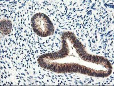Immunohistochemistry-Paraffin: PRMT2 Antibody (OTI3A3) [NBP2-01291]