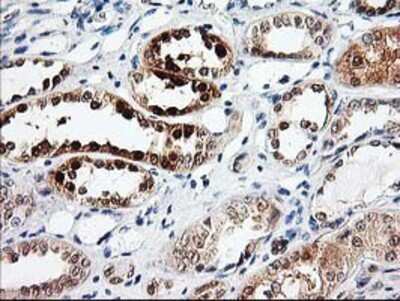 Immunohistochemistry-Paraffin: PRMT2 Antibody (OTI3A3) [NBP2-01291]