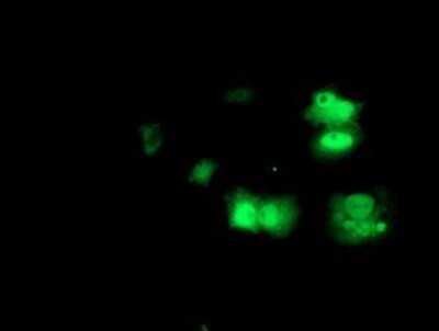 Immunocytochemistry/ Immunofluorescence: PRMT2 Antibody (OTI3A3) - Azide and BSA Free [NBP2-73602]