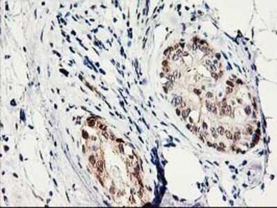 Immunohistochemistry: PRMT2 Antibody (OTI3A3) - Azide and BSA Free [NBP2-73602]