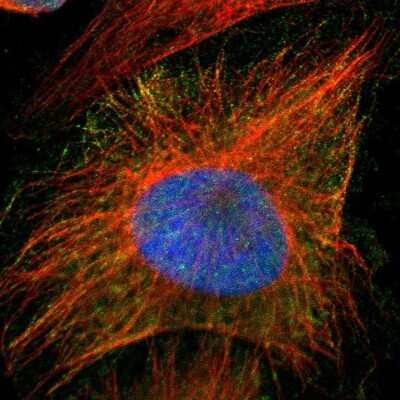Immunocytochemistry/ Immunofluorescence: PRMT5 Antibody [NBP1-81701]