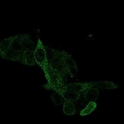 Immunocytochemistry/ Immunofluorescence: PRMT7 Antibody (PCRP-PRMT7-1A4) [NBP3-13741]