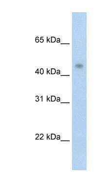 Western Blot: PRMT8 Antibody [NBP1-55401]