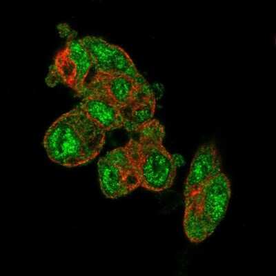 Immunocytochemistry/ Immunofluorescence: PRODH2 Antibody [NBP2-13812]