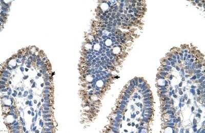 Immunohistochemistry-Paraffin: PRODH2 Antibody [NBP1-70682]