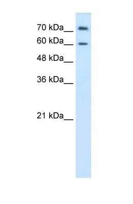 Western Blot: PRODH2 Antibody [NBP1-70682]