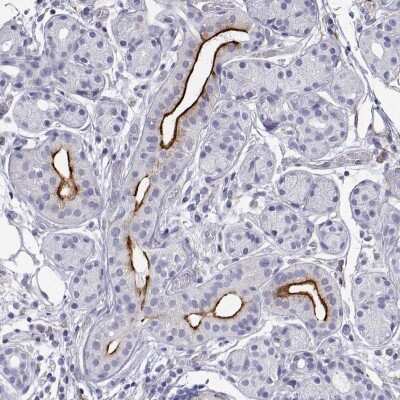 Immunohistochemistry: PROL1 Antibody [NBP2-38075]