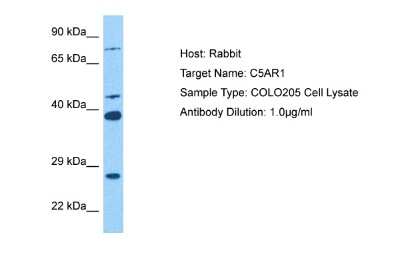 Western Blot: PROL1 Antibody [NBP2-83420]