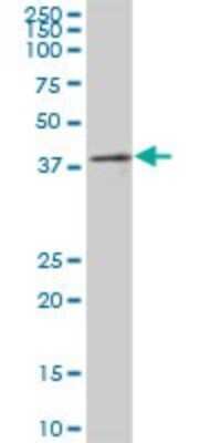Western Blot: PRP18 Antibody [H00008559-B02P]
