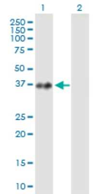 Western Blot: PRP18 Antibody [H00008559-B02P]