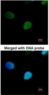 Immunocytochemistry/ Immunofluorescence: PRP19 Antibody [NBP1-31354]