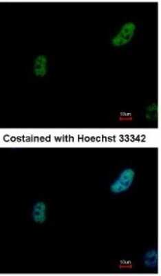 Immunocytochemistry/ Immunofluorescence: PRP19 Antibody [NBP1-33117]