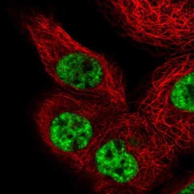Immunocytochemistry/ Immunofluorescence: PRP19 Antibody [NBP2-38381]