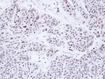Immunohistochemistry-Paraffin: PRP19 Antibody [NBP1-33117]