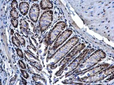 Immunohistochemistry-Paraffin: PRP19 Antibody [NBP1-33117]
