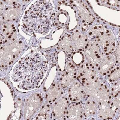 Immunohistochemistry-Paraffin: PRP19 Antibody [NBP2-38381]