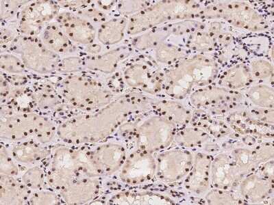 Immunohistochemistry-Paraffin: PRP19 Antibody [NBP2-98571]