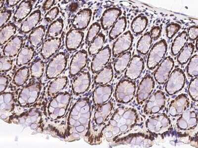 Immunohistochemistry-Paraffin: PRP19 Antibody [NBP2-99020]