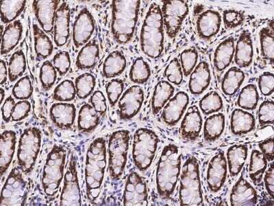 Immunohistochemistry-Paraffin: PRP19 Antibody [NBP2-99020]