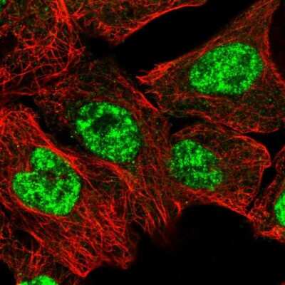 Immunocytochemistry/ Immunofluorescence: PRPF3 Antibody [NBP1-83219]