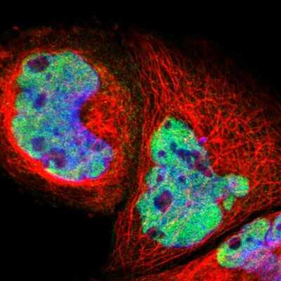 Immunocytochemistry/ Immunofluorescence: PRPF39 Antibody [NBP1-83774]