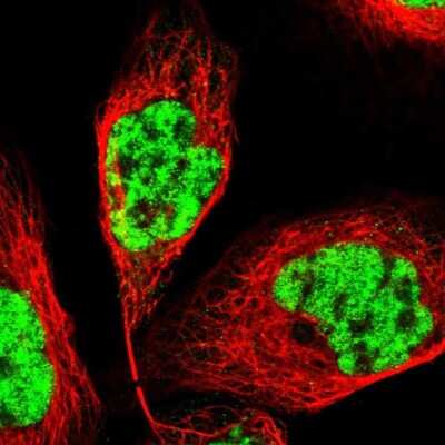 Immunocytochemistry/ Immunofluorescence: PRPF4 Antibody [NBP1-83217]