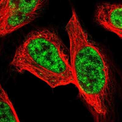 Immunocytochemistry/ Immunofluorescence: PRPF4 Antibody [NBP1-83218]