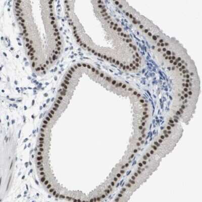 Immunohistochemistry-Paraffin: PRPK Antibody [NBP1-89919]