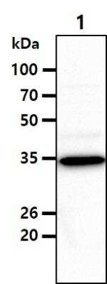 Western Blot: PRPS1 Antibody (1E11)BSA Free [NBP2-42649]