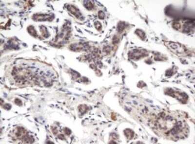 Immunohistochemistry: PRR11 Antibody (OTI2A10) - Azide and BSA Free [NBP2-73677]