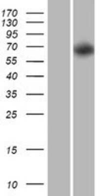 Western Blot: PRR5-ARHGAP8 Overexpression Lysate [NBP2-10236]