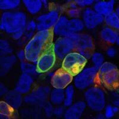 Immunocytochemistry/ Immunofluorescence: PRR7 Antibody (TRAP3/10) - BSA Free [NBP1-30424]