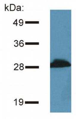 Western Blot: PRR7 Antibody (TRAP3/10)BSA Free [NBP1-30424]