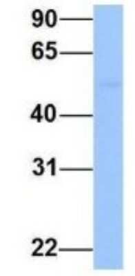 Western Blot: PRRC1 Antibody [NBP1-70687]