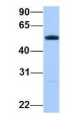 Western Blot: PRRC1 Antibody [NBP1-70687]