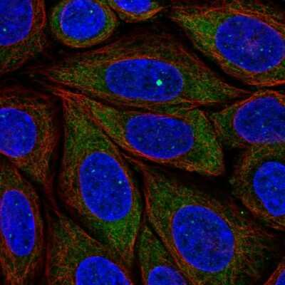 Immunocytochemistry/ Immunofluorescence: PRRC2B Antibody [NBP2-57275]