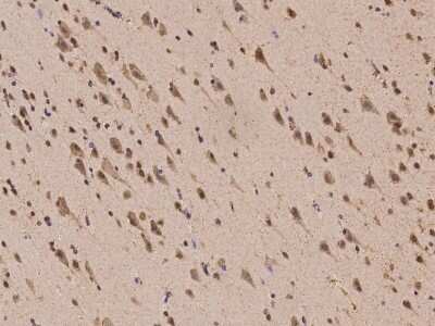 Immunohistochemistry-Paraffin: PRRC2B Antibody [NBP2-98065]